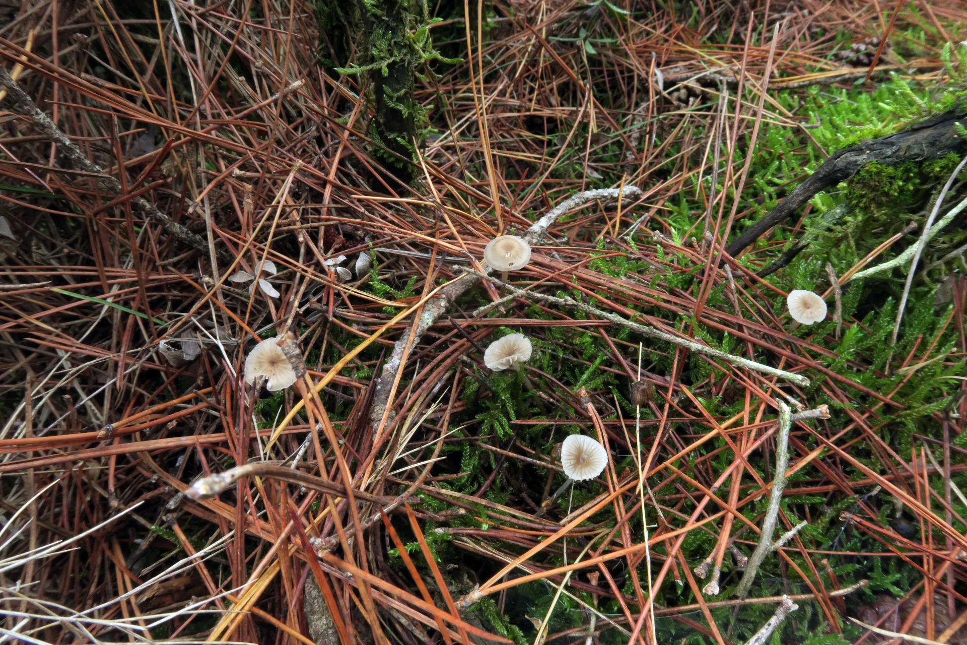 Mycena cinerella - 1 - IMG_4629